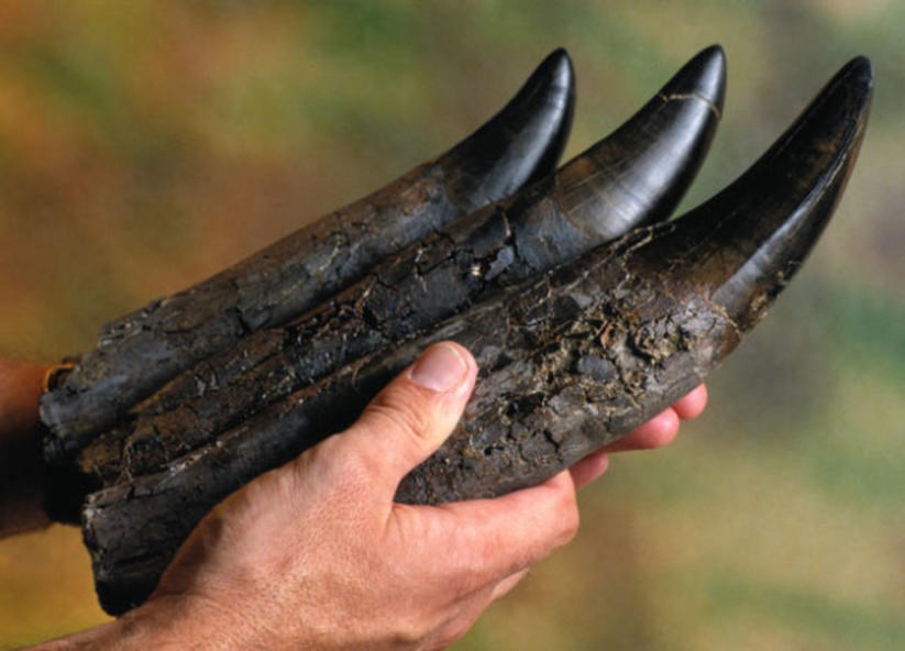 Fosilizirani zubi T-Rexa