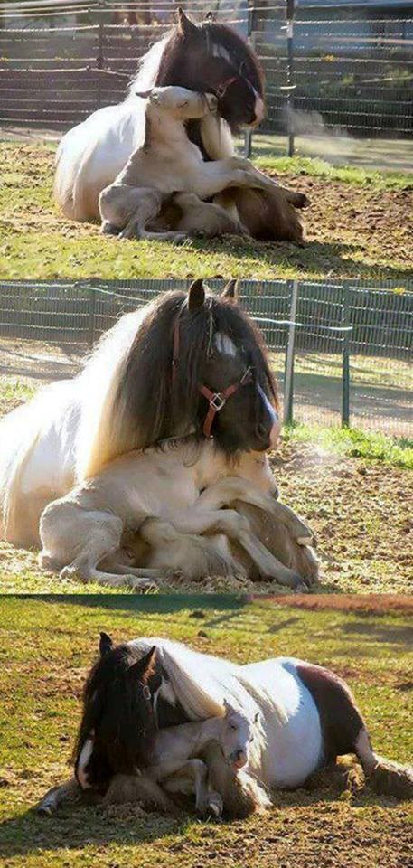 Umiljati konjić se mazi: Nema do tatinog zagrljaja