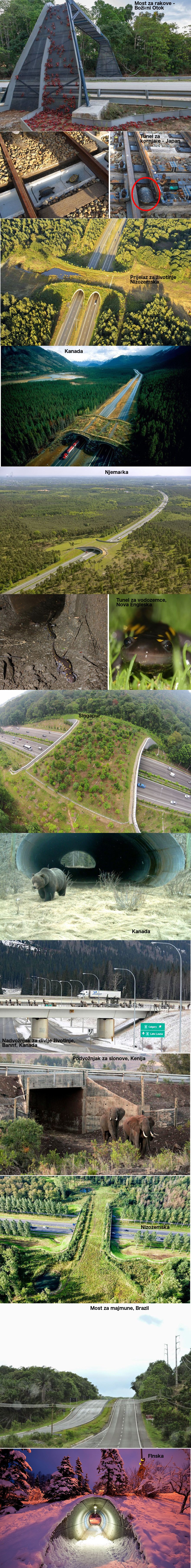 Ovi mostovi i prijelazi spašavaju tisuće životinja godišnje 