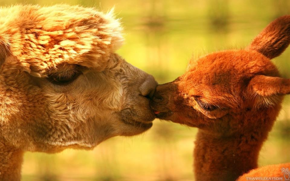 Bok, mama, pokupiš me nakon škole!