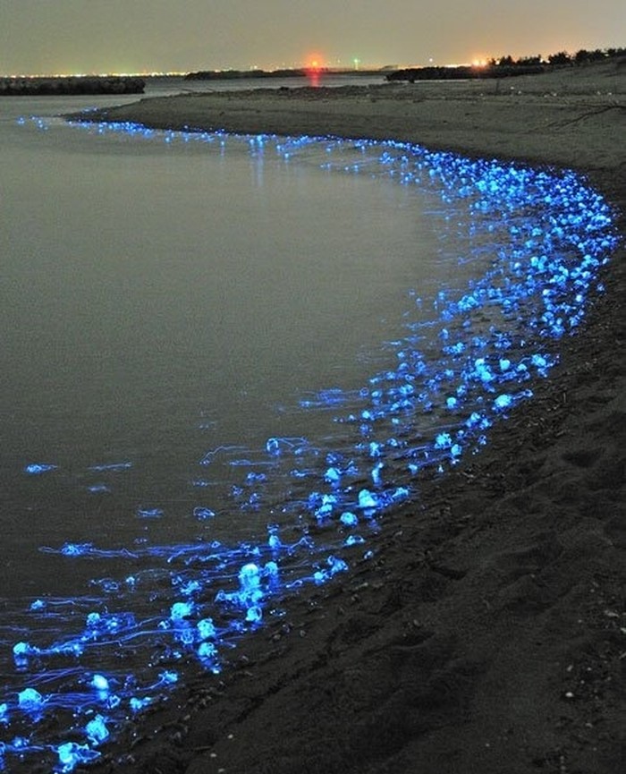 Fluoroscentne meduze preplavile obalu u suton