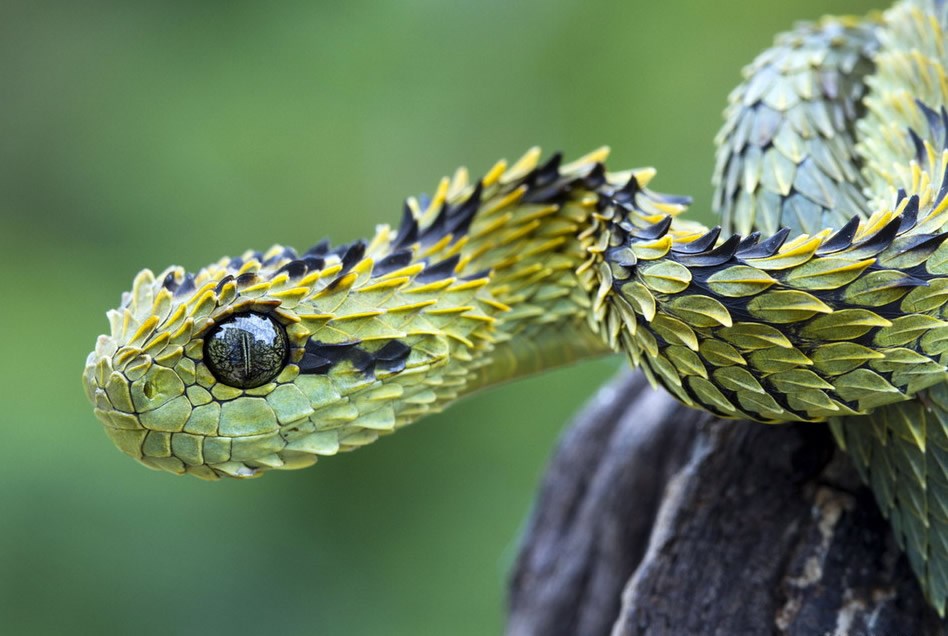 Zmajevi postoje! Samo su nekako mali danas