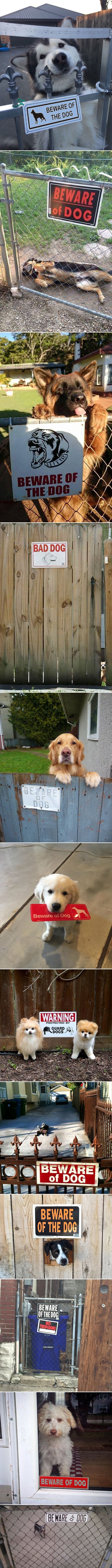 PAZI, OŠTAR PAS! Čuvajte se ovih "opasnih" beštija čuvara