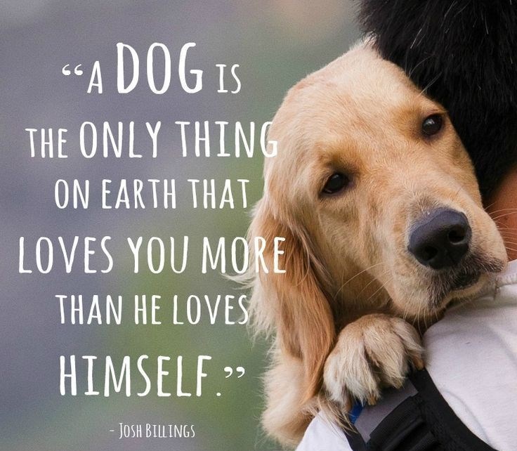 Pseća ljubav je bezgranična