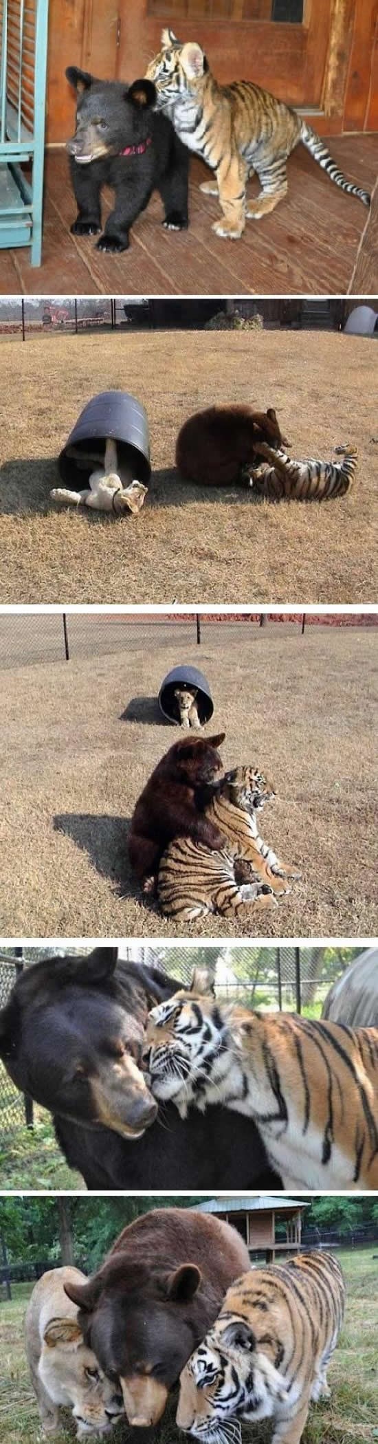Medvjed, tigar i lav odrasli skupa i postali najluđa ekipa!