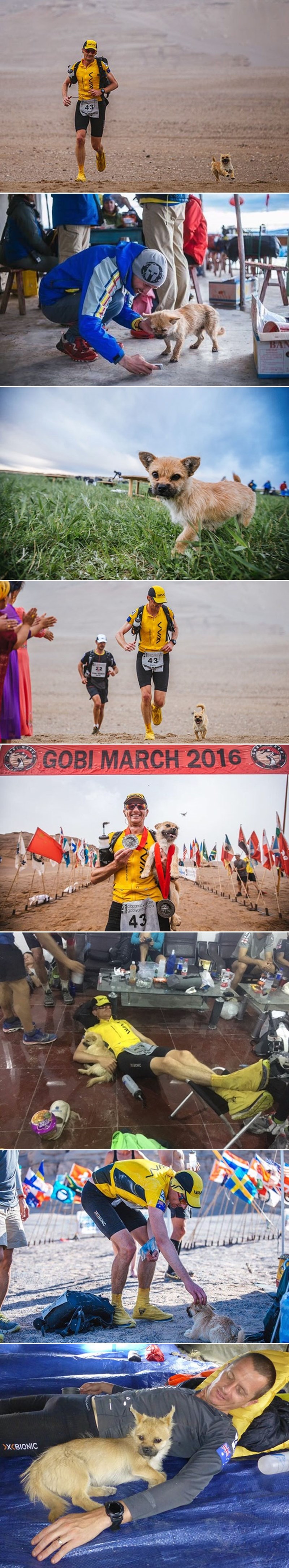 Napušteni psić se ubacio u utrku od 250 km i završio je s novim vlasnikom!