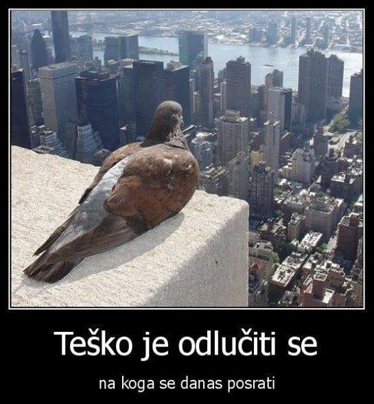 Dvojbe jednog goluba ponad zgrade Vlade