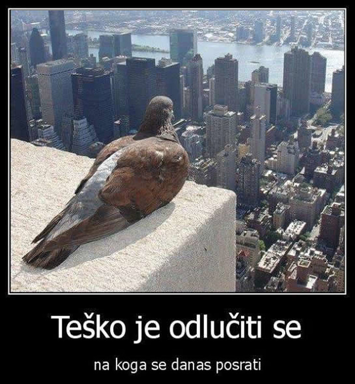 Dvojbe jednog goluba ponad zgrade Vlade