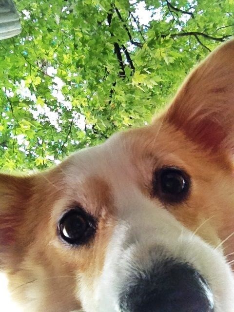 Šta pijani gazda raditi u moja kućica za pas?