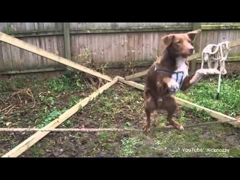 KOJI MAJSTOR, KOJI CAR! Pas demonstrirao nevjerojatnu akrobaciju na užetu