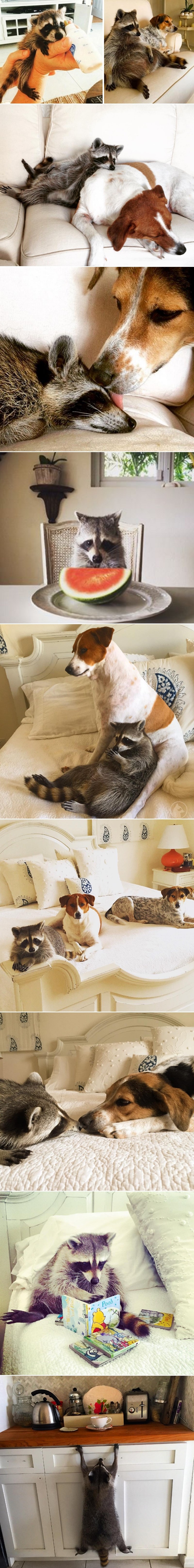 Spasila rakuna, sad misli da je pas