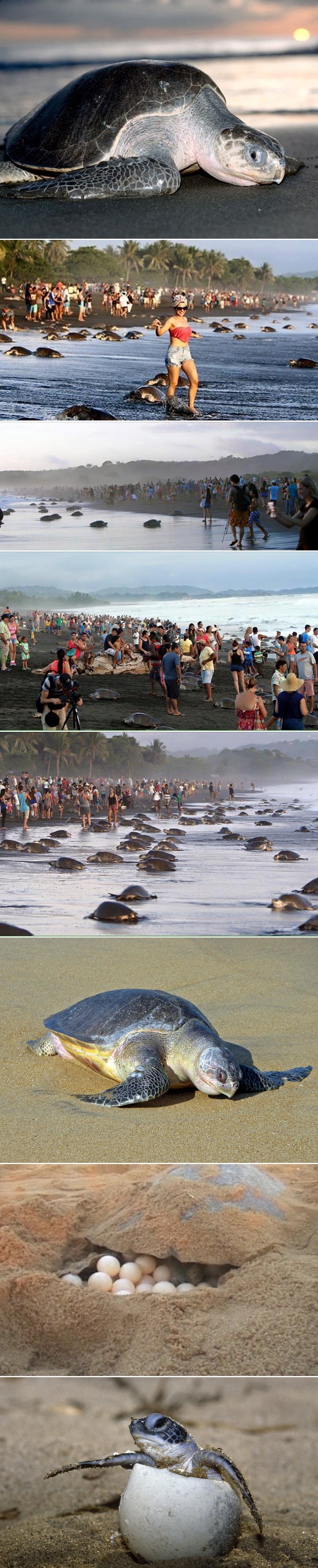 GALERIJA: Svojim idiotizmom uništavaju živote ugroženih vrsta