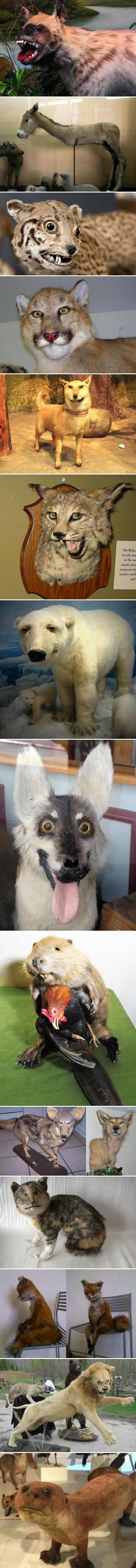 Jezivo loše preparirane životinje