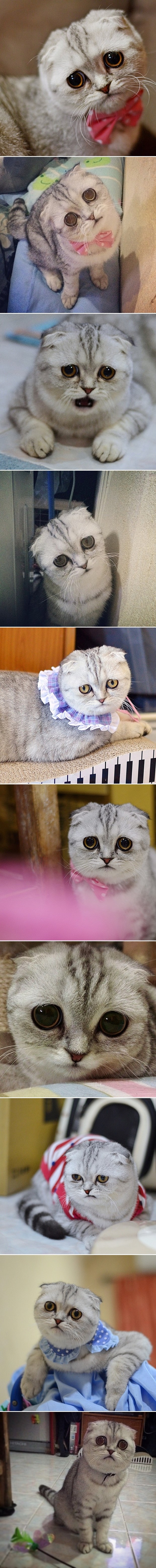 Galerija: Najtužnija maca na svijetu