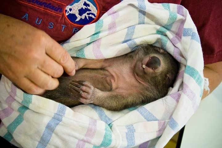 Beba wombata voli češkanje