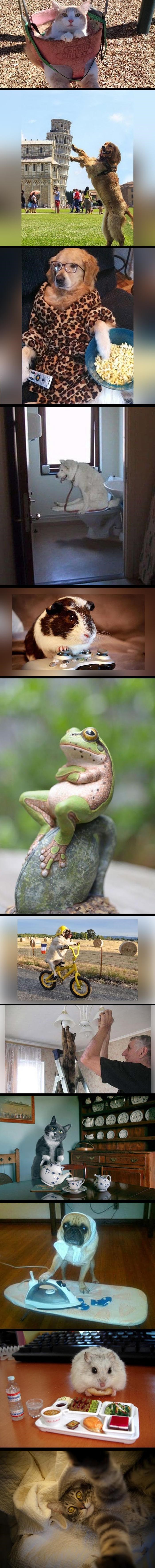 Ljubimci koji misle da su ljudi