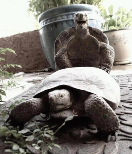 Korni Kornjača sa smiješkom uživa u slobodnoj ljubavi