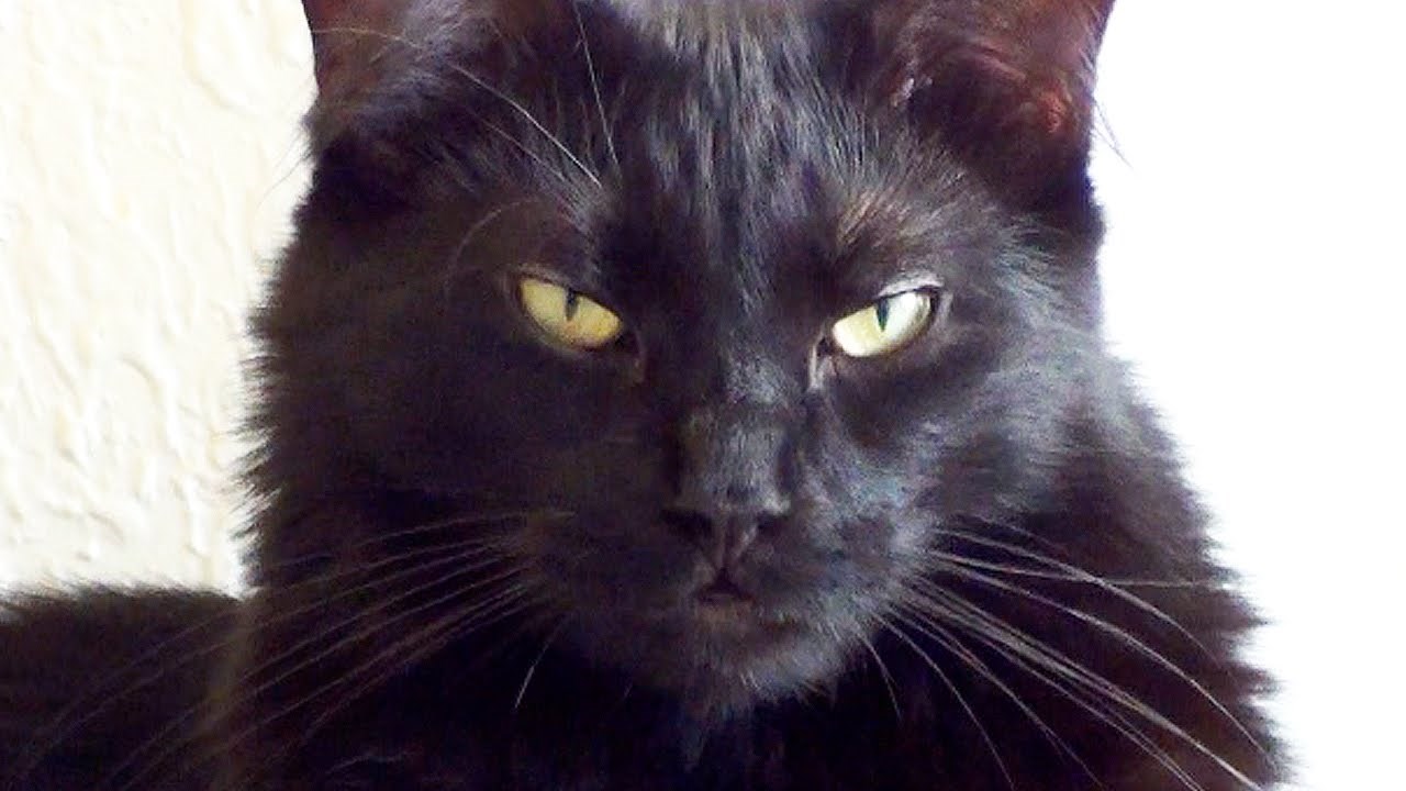 VIDEO: Devet jasnih znakova da mačke planiraju svjetsku dominaciju