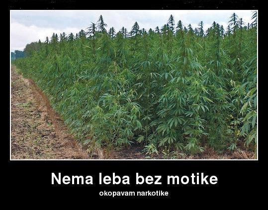 Kriza ljude tjera u ilegalu: Kiša pada, trava raste