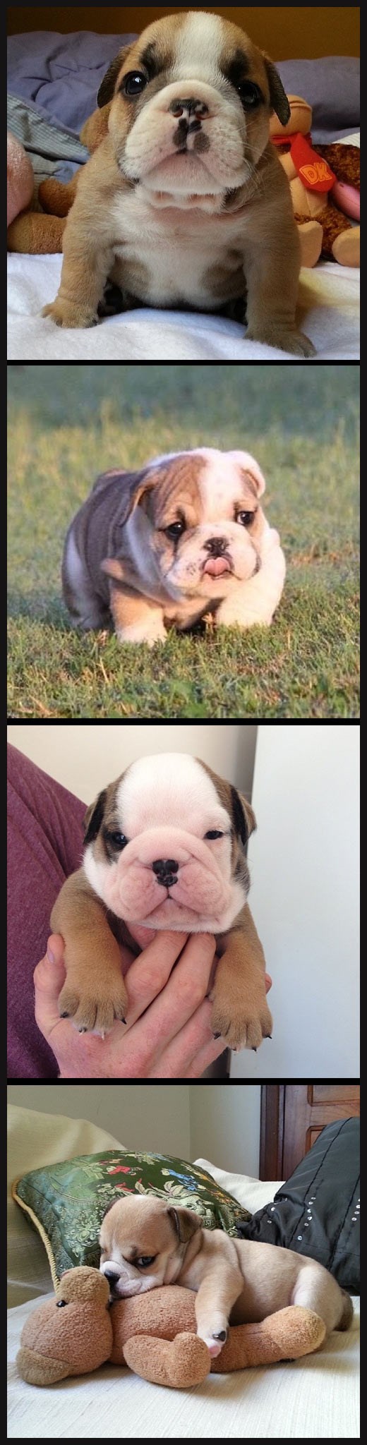 Ne želiš malog buldogića? Pogledaj slike i predomisli se