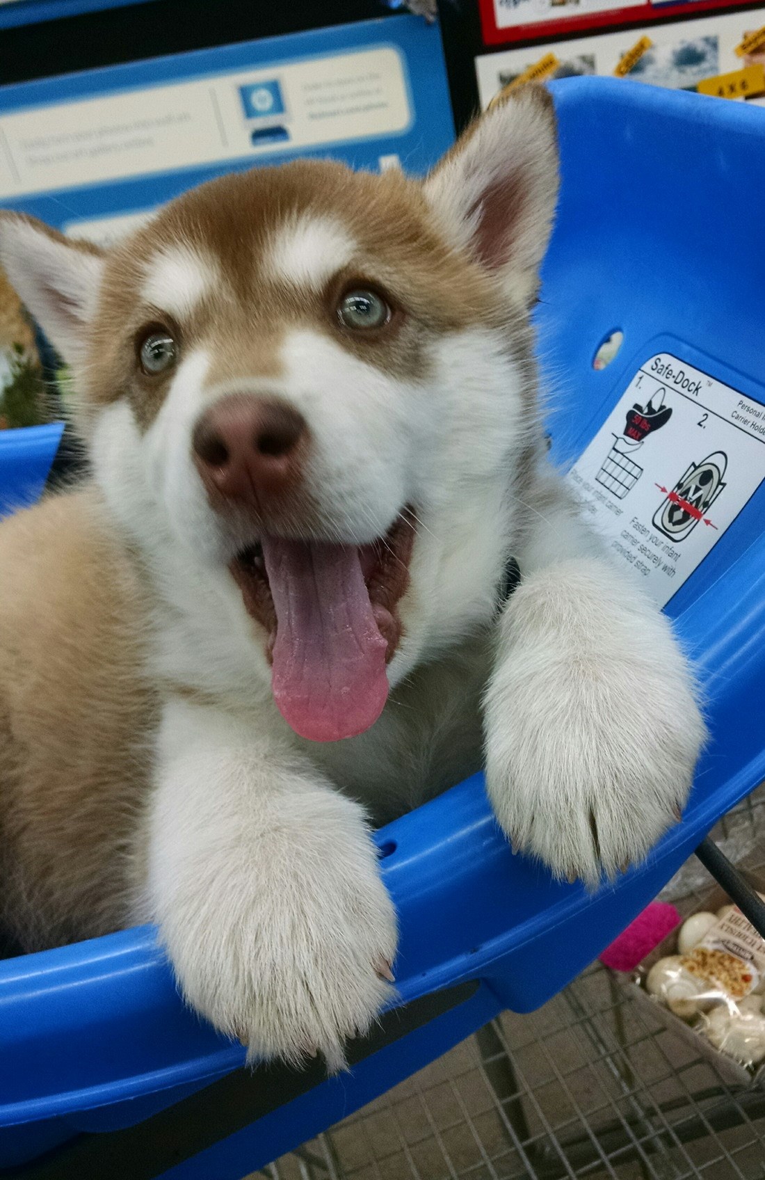 Jel nekoga jutros ovakva jedna njuška probudila?