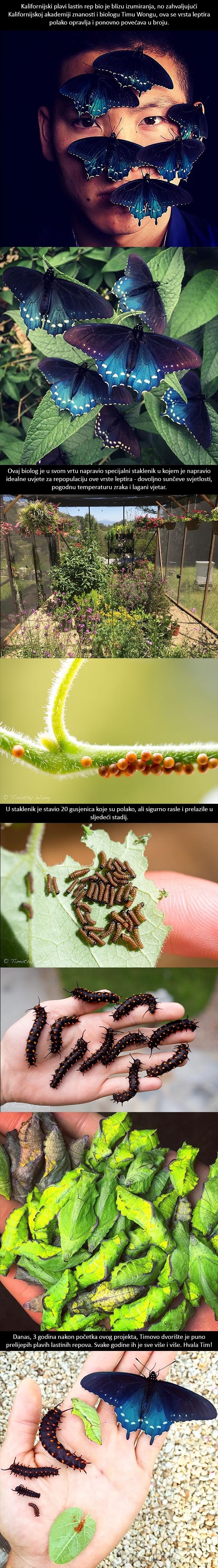 GALERIJA: Muškarac spašava čitavu vrstu leptira u svom vrtu