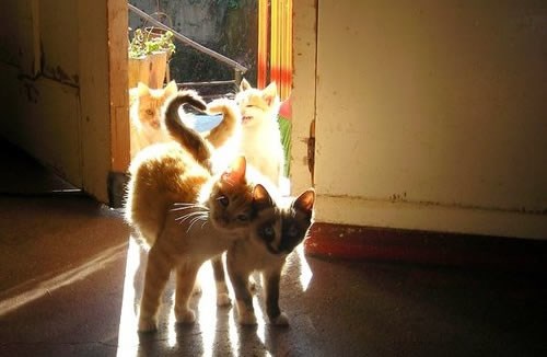 Zaljubljene mace ispreplele repove u obliku srca