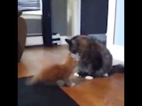 VIDEO: Lekcija broj jedan - tko je jači, taj kači