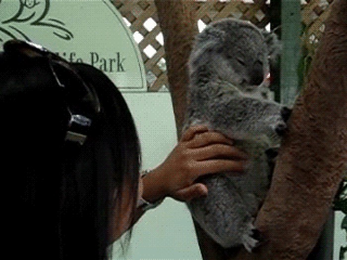 GIF: Kad poškakljaš koalicu, dogodi se ovo!