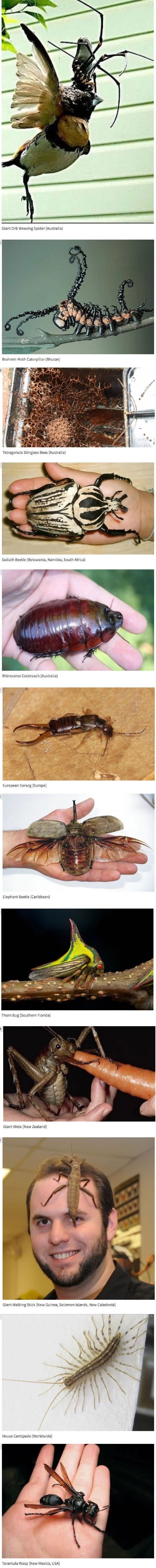 Galerija najodvratnijih kukaca na svijetu