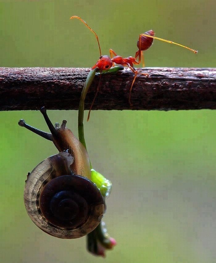 Nikad te neću pustiti, NIKAD!