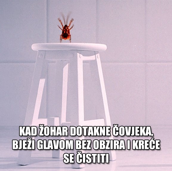 Što žohar radi kad dirne čovjeka?