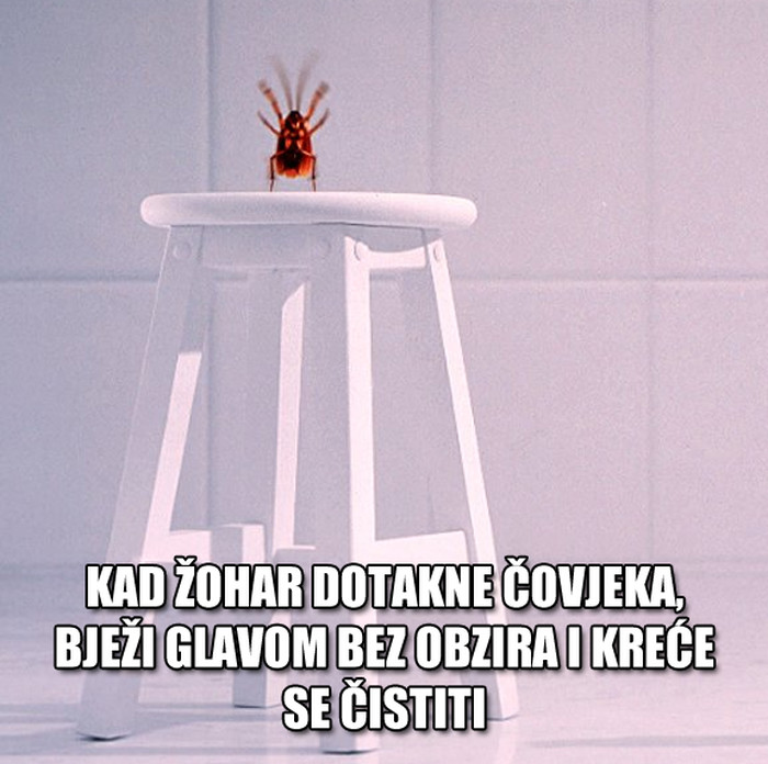 Što žohar radi kad dirne čovjeka?
