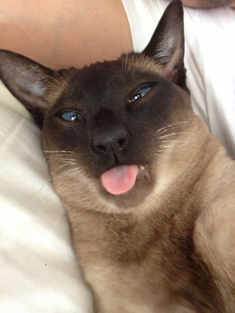 Mačka vježba selfije