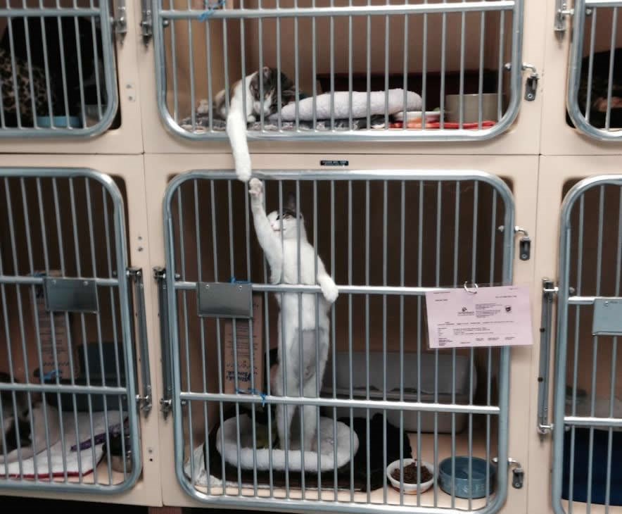 Prijateljska šapa pomaže u oporavku