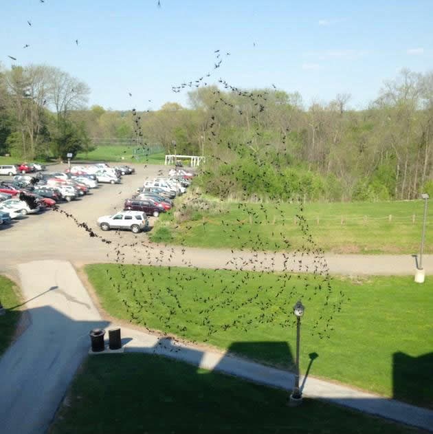 Shvaćate li sad koji je zločin ubiti pauka!?