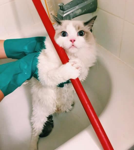 Mačji pogled kad shvati da ide na kupanje