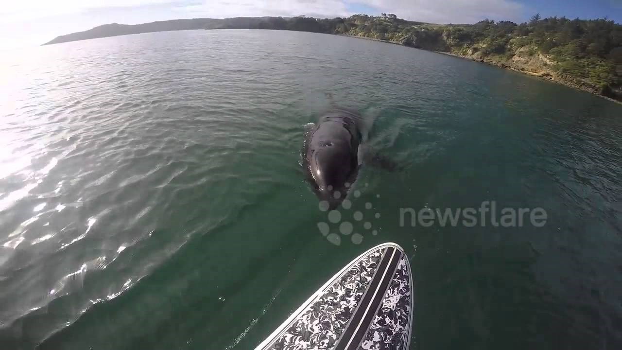VIDEO: Ono kad laganini veslaš i kit ubojica te dođe pozdravit