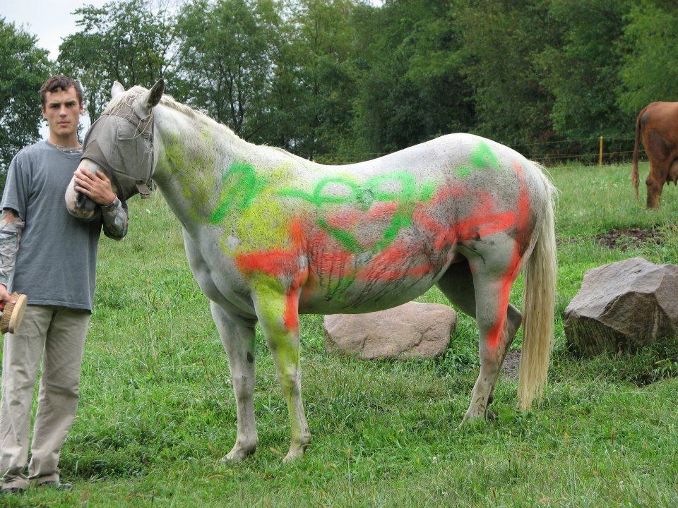 Pijani kreteni grafitima zašarali - konja