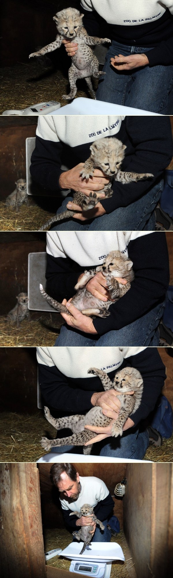 Vidi se da je žensko: Mala gepardica protivi se vaganju