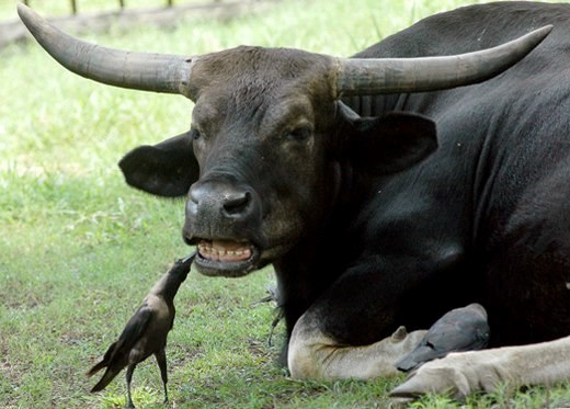 koliko god bio velik i jak, potrebna ti je pomoć manjeg i sitnijeg..