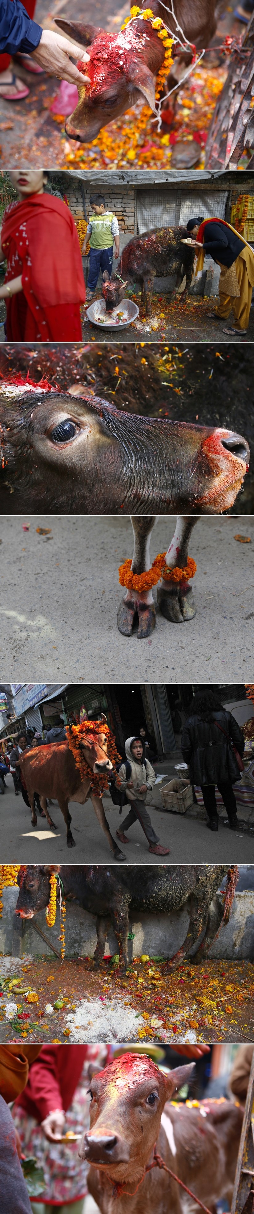 GALERIJA: Šarene fotke uhvatile maženje i paženje kravica za vrijeme hinduističkog blagdana