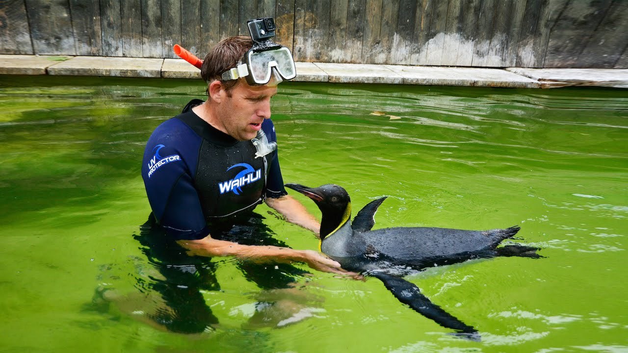 VIDEO: Ronioc pingvinčića koji se boji vode naučio plivati!