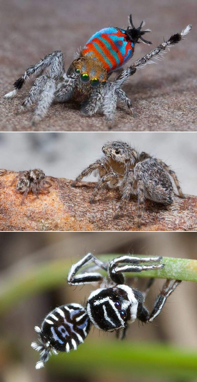 Galerija: Otkrivena prekrasna nova vrsta pauka