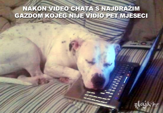 Odanost psa ne zaustavlja nikakva udaljenost