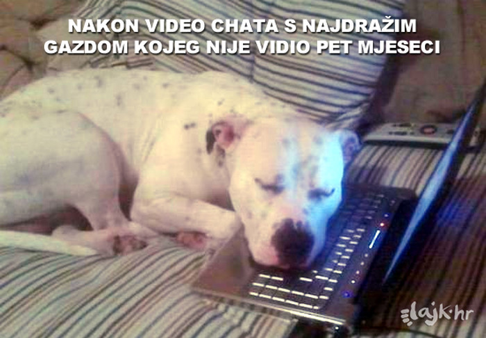 Odanost psa ne zaustavlja nikakva udaljenost