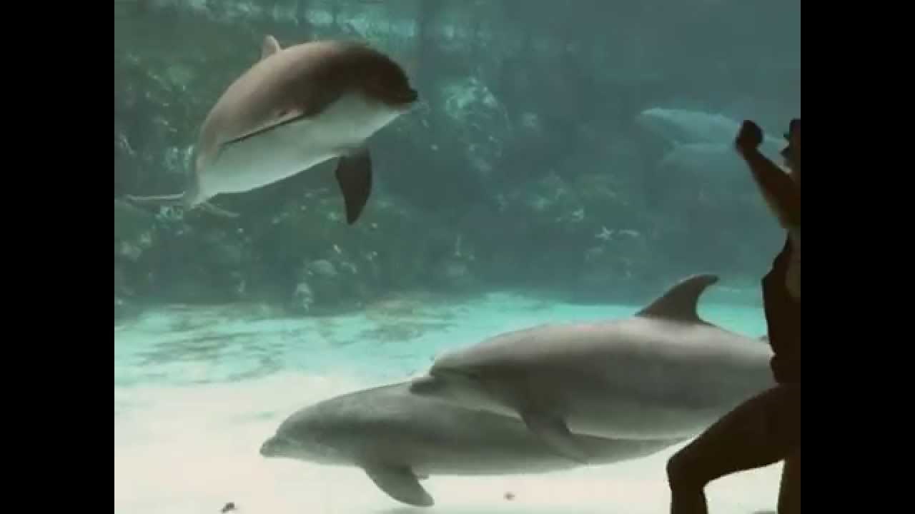 Cura izvodila akrobacije, dupin umro od smijeha!