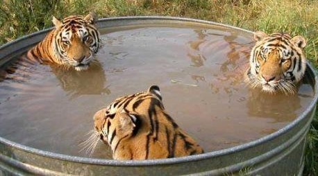 Tigrovi u jacuzziju