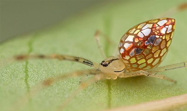 Trendi pauk okitio se ogledalcima