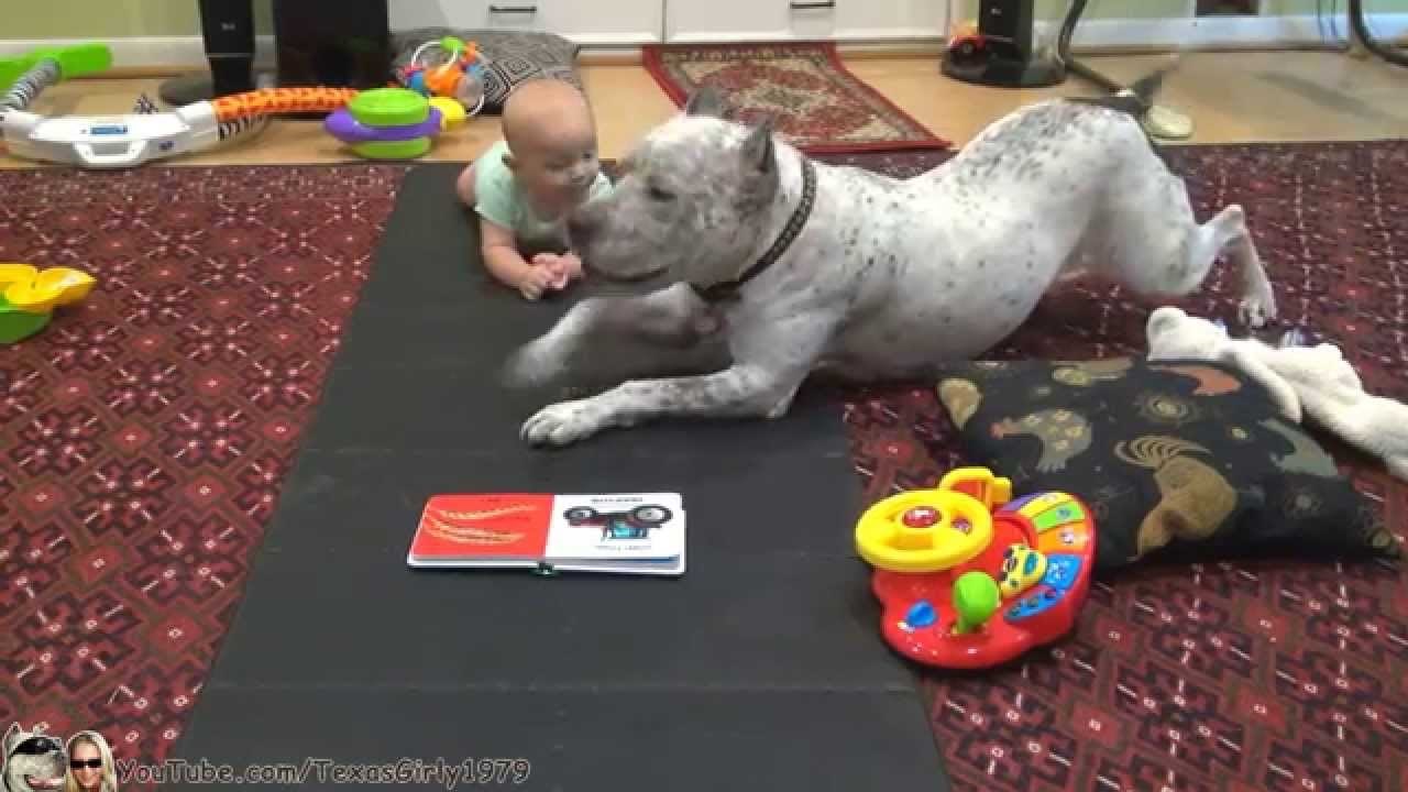 Najslađi video dana - Pit Bull uči bebu puzati